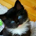  , --, 57  -  11  2017    