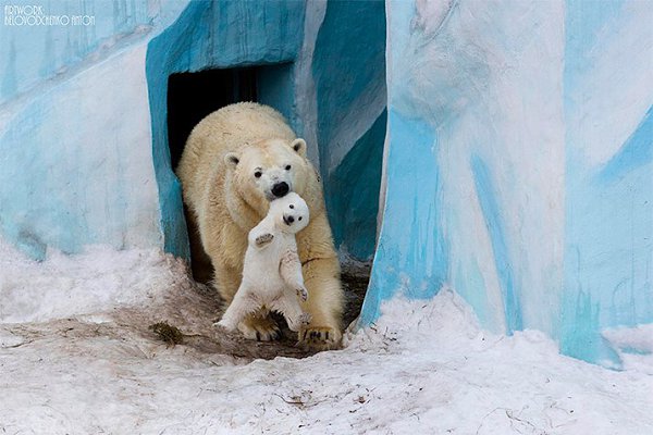 Что значит быть родителем? Примеры природы показывают, что братьям нашим меньшим свойственны те же ... - 3