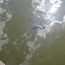 ���� �����, ��������������, 61 ��� - ��������� 18 ���� 2017 � ������ ������ ������