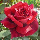  Kamal, , 59  -  19  2017   3D gallery