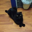 ���� ����, ����������, 65 ��� - ��������� 21 ���� 2017 � ������ ���� ����������