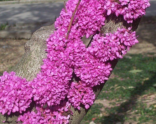     (Cercis),  . ,   ,   ... - 2