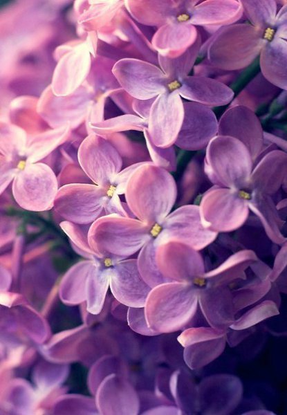 �������� �������! - 24 ��� 2017 � 16:31 - 6