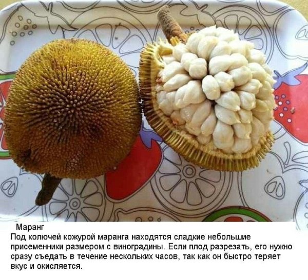 10 экзотических фруктов со всего света, о которых вы не слышали - 9