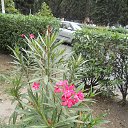  , , 60  -  30  2017   29.08.17.,  .