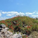  , , 60  -  30  2017   ,,, 2017