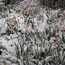 ������ �� ������� ���� ����������