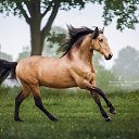 ���� ������, �����������, 75 ��� - ��������� 20 ���� 2017 � ������ ����Ȼ