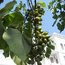  , , 60  -  6  2017   , , ,06.08.17.