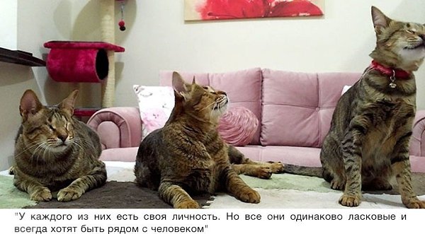 Никто не хотел забирать этих трёх слепых кошек, пока одна женщина не решила взять их к себе ... - 8