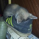 ���� �������, ������, 49 ��� - ��������� 16 ���� 2017 � ������ ���� ����������