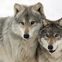 ���� ������, ������������ - ��������� 31 ���� 2017 � ������ ������