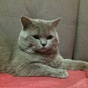 ���� �����, ���������, 45 ��� - ��������� 24 ������� 2017 � ������ ���� ����������