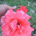  ,  -  7  2017      ۻ