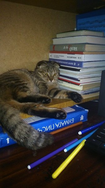 #Безкота_добро.Наша история спасения началась в далёком 2013) Летом окотилась кошечка в подвале ... - 2