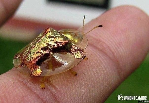  .    (Charidotella sexpunctata)     5-7 ,  ...