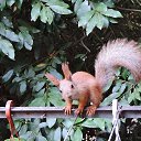  , , 60  -  16  2017    -, 2017