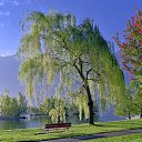 ���� �������, �����������, 61 ��� - ��������� 17 ���� 2017 � ������ ������ ��������