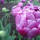 ���� ��������, ������ - ��������� 27 ��� 2017