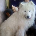 ���� �����, ������ �����, 36 ��� - ��������� 12 ���� 2017 � ������ ������ 2015�