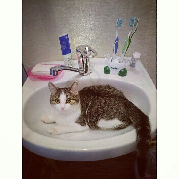 #Безкота_добро.Наша любимая кошка