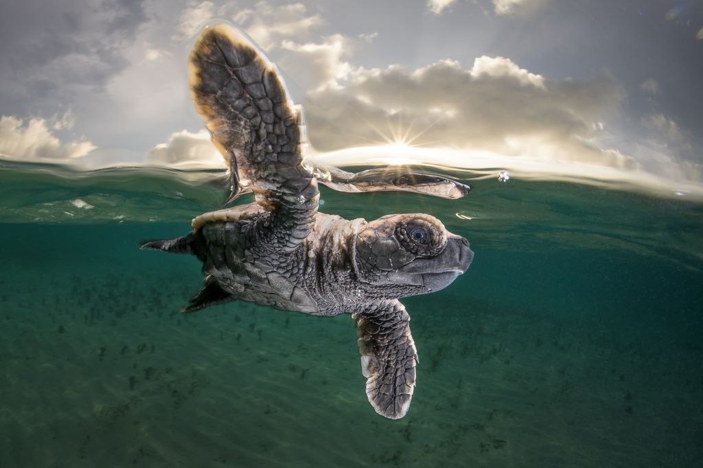   ,   National Geographic   2017  - 4