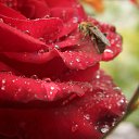 ���� �������, ������, 48 ��� - ��������� 8 ���� 2017 � ������ ������ ��������