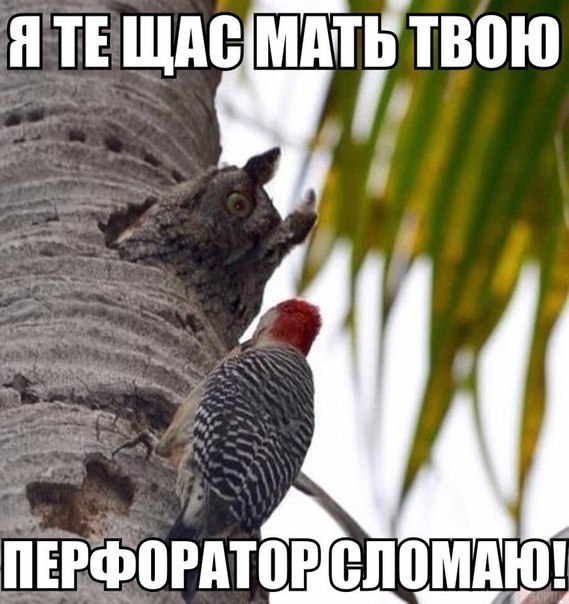  - ,  - 14  2017  06:52