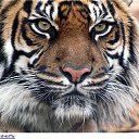 ���� ������, �������, 51 ��� - ��������� 9 ������ 2017 � ������ ���� ����������