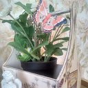  Sviatlana,  -  21  2017    