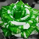 ���� �������, �������, 50 ��� - ��������� 28 ������ 2018 � ������ ���� ����������