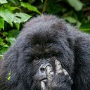 ���� ������, �����, 42 ���� - ��������� 2 ������ 2018