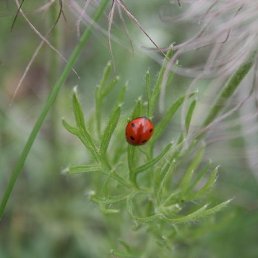 ���-���, �����-��-����, 54 ����