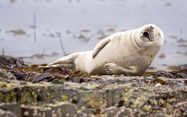  Comedy Wildlife Photography Awards     . - 7