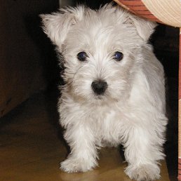 �������, ������, 80 ���