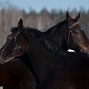 ���� Aleks, ����� ������� - ��������� 9 ���� 2018 � ������ �HORSES�