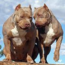 ���� Jamshid, �������, 46 ��� - ��������� 22 ������ 2018 � ������ ���� ����������