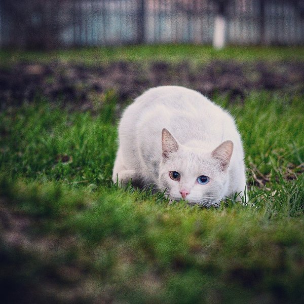 #Безкота_добро.Нашли это чудо в курятнике у бабули. Это был маленький грязный комок белой шерсти с ... - 6