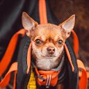 ���� �������, �����-���������, 59 ��� - ��������� 16 ������ 2018 � ������ ���� ����������