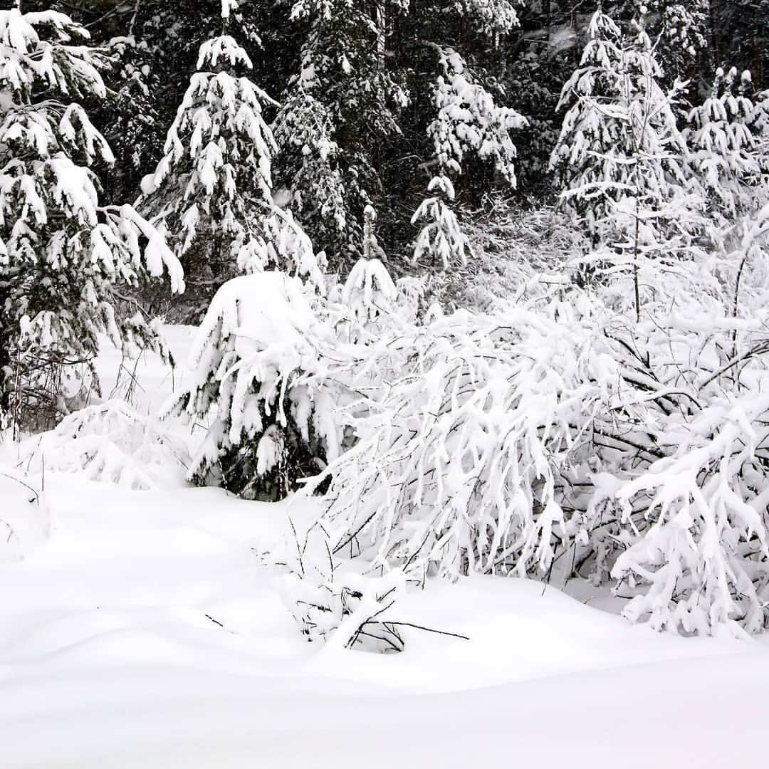 Landscape nature winter #kimbelijru | #snowwhite #winter #pic #photo #photographer #macrophotography ...