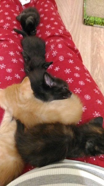 #Безкота_добро.История одного зоопарка) Нашли кошку на улице, сразу было понятно, что беременная. Не ... - 5
