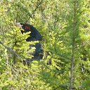 ���� ������, ������-��-����, 46 ��� - ��������� 8 ������ 2018 � ������ ���� ����������