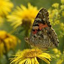 ���� �����, �����-���������, 61 ��� - ��������� 11 ���� 2018 � ������ ������ ��������