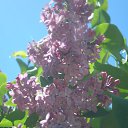������ � ����� �� ������� �FLORA�