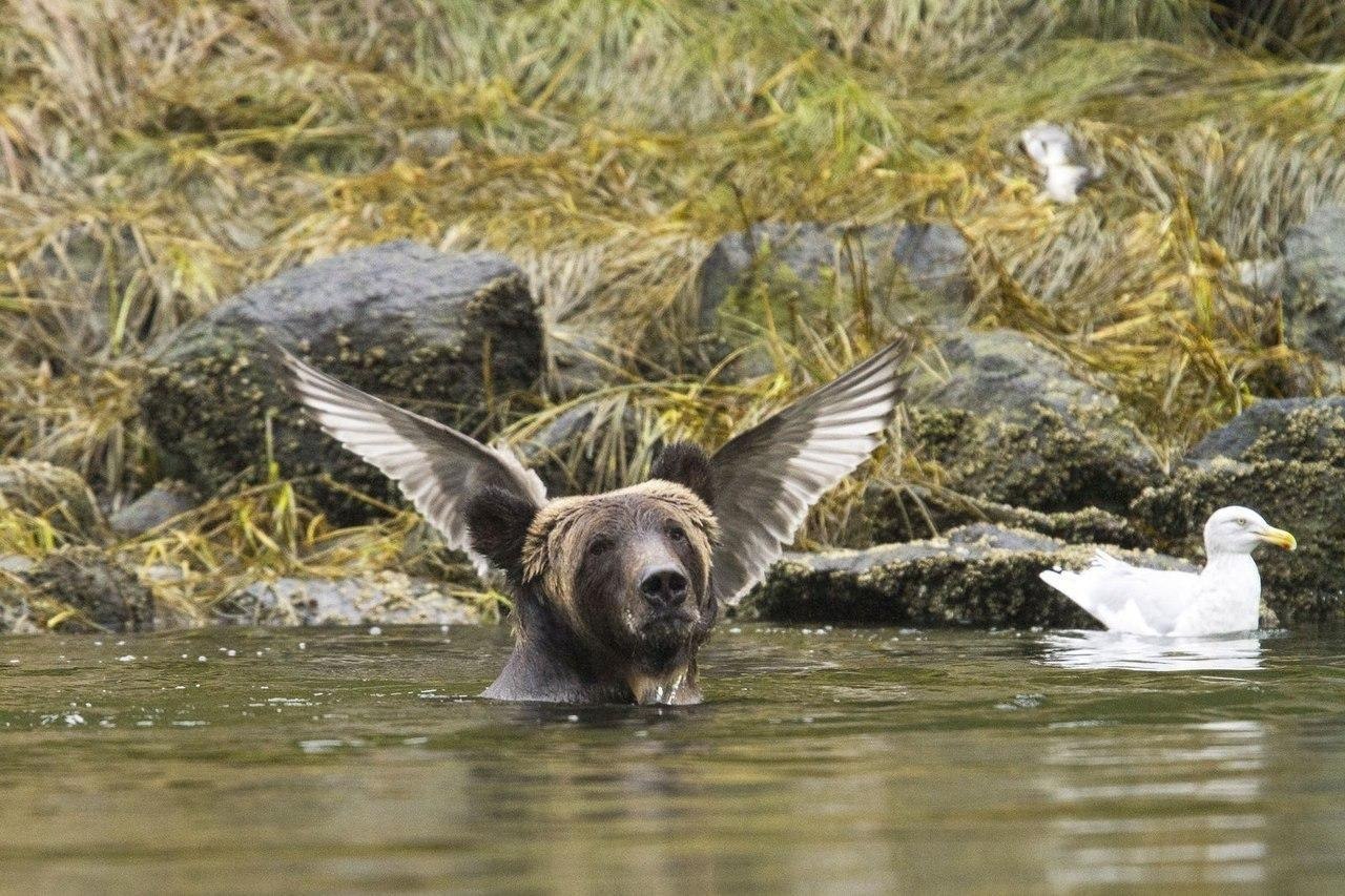 Comedy Wildlife Photography Awards 2017 С„РѕС‚Рѕ