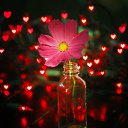 ���� ����, ����������� - ��������� 24 ��� 2018