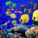 ���� �����, ���� - ��������� 8 ��� 2018