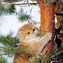 ���� �����, ���� - ��������� 26 ������ 2017 � ������ ���� ����������