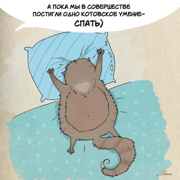 1 марта отмечается День кошек. Нам есть чему поучиться у шерстяных засранцев :3 - 10