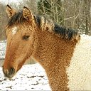 ���� Aleks, ����� ������� - ��������� 9 ���� 2018 � ������ �HORSES�